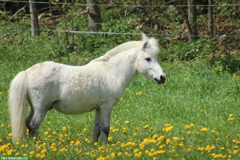 Bild 6: Shetty Wallach | kleines Einhorn sucht Elfenkind(er)