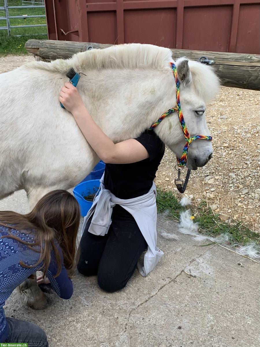 Bild 7: Shetty Wallach | kleines Einhorn sucht Elfenkind(er)