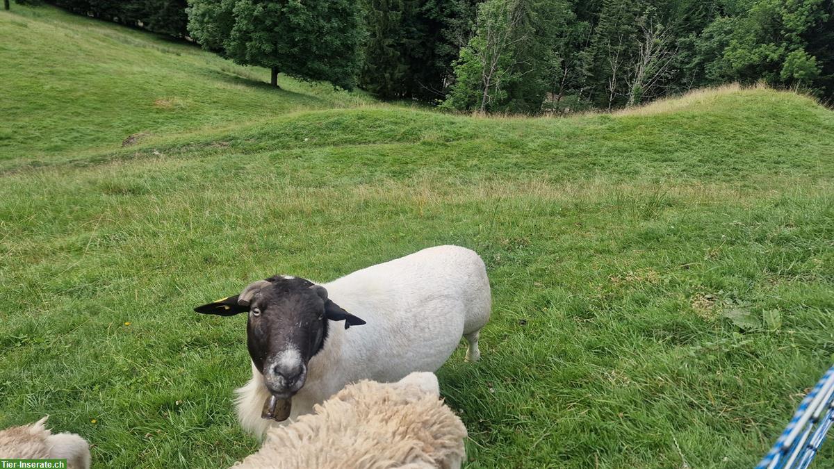 Bild 3: Dorper Schafbock zu verkaufen