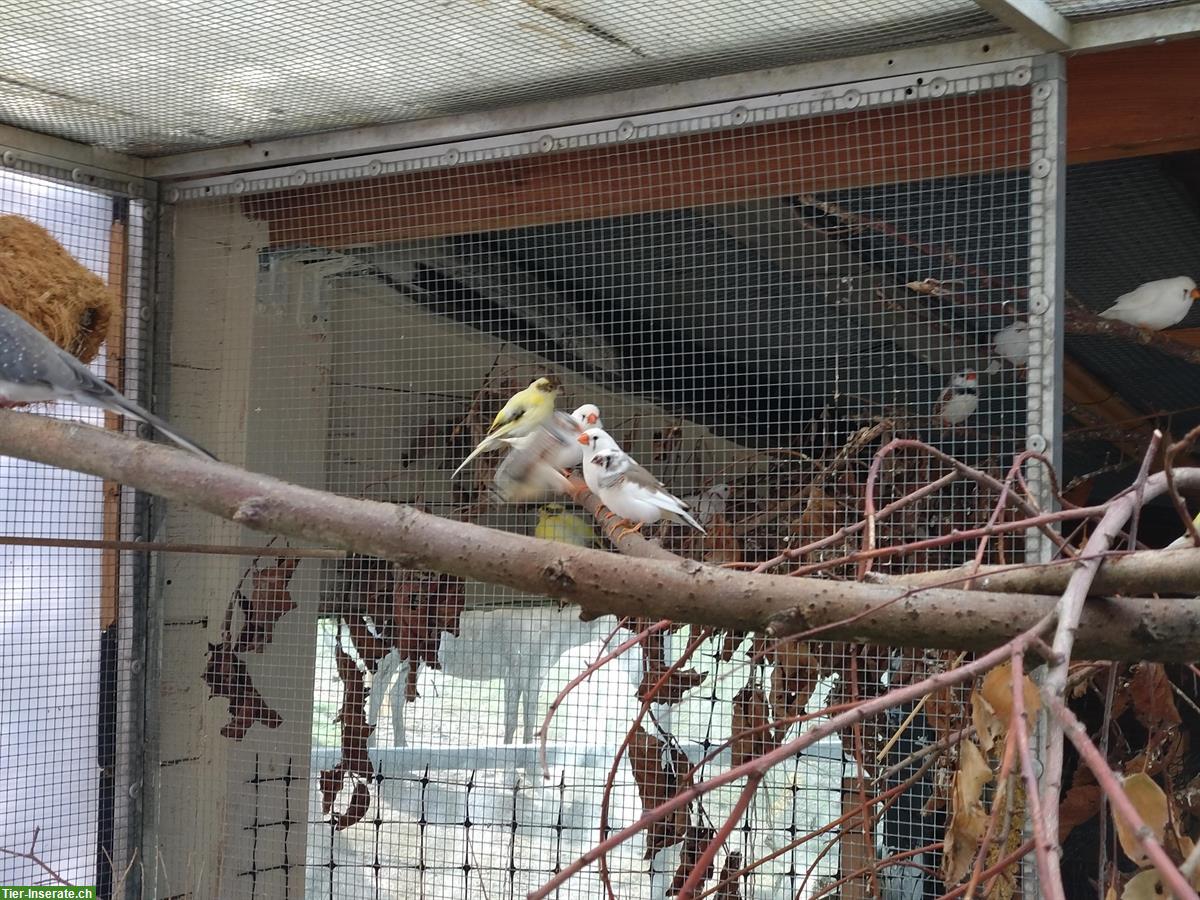 Bild 2: Junge Zebrafinken und Kanarien Vögel zu verkaufen