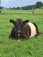 Black belted Galloway Absetzer, weiblich