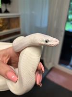 Blue eyed Lucy Königspython 0.1 | auch mit Terrarium