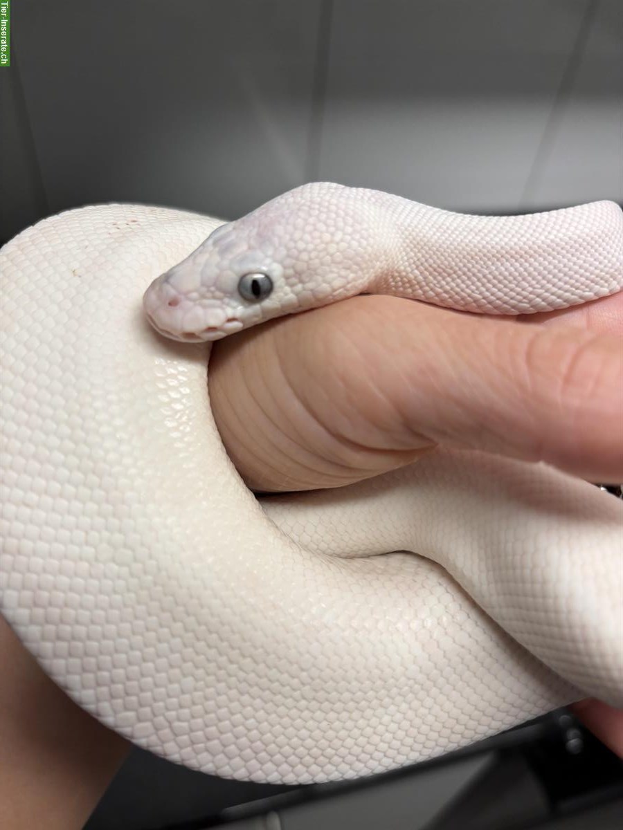 Bild 2: Blue eyed Lucy Königspython 0.1 | auch mit Terrarium