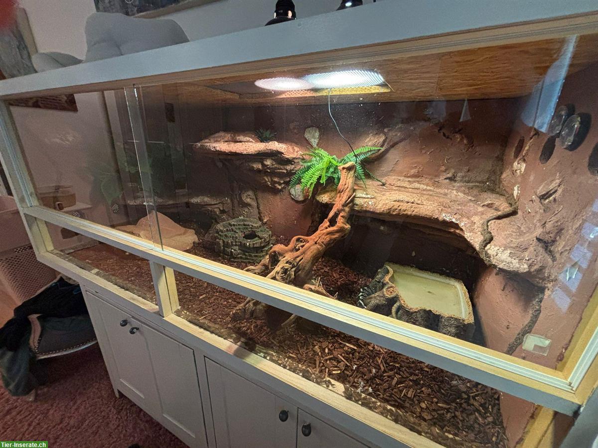 Bild 4: Blue eyed Lucy Königspython 0.1 | auch mit Terrarium