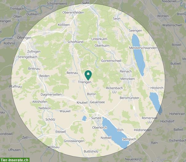 Offenstall gesucht für soziale Stute AG / LU / SO