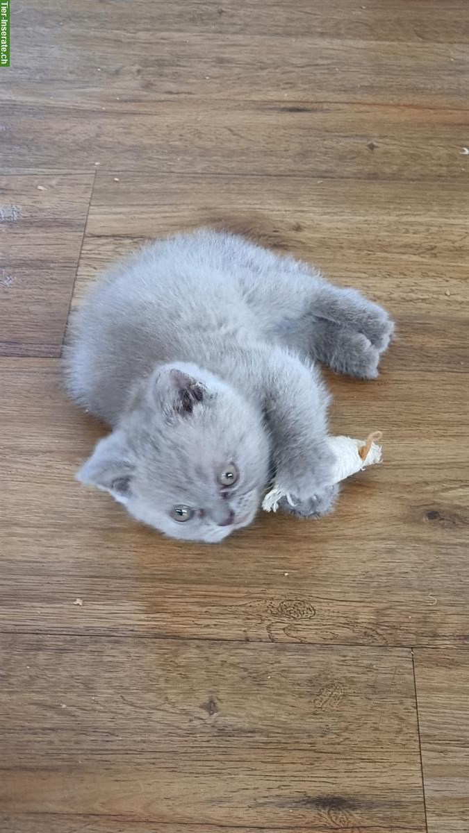 Junger BKH Kater sucht ein liebes Zuhause