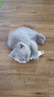 Junger BKH Kater sucht ein liebes Zuhause