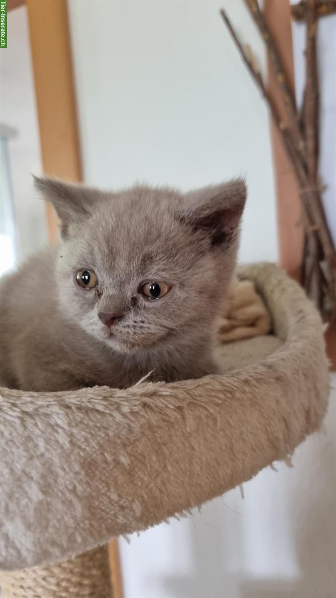 Bild 3: Junger BKH Kater sucht ein liebes Zuhause