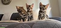 Bengal Kitten zu verkaufen