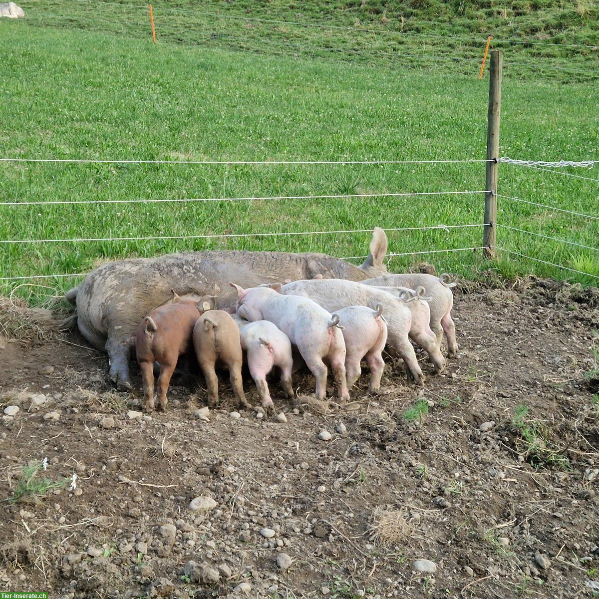 Schöne Jager Schweine zu verkaufen