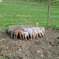 Schöne Jager Schweine zu verkaufen