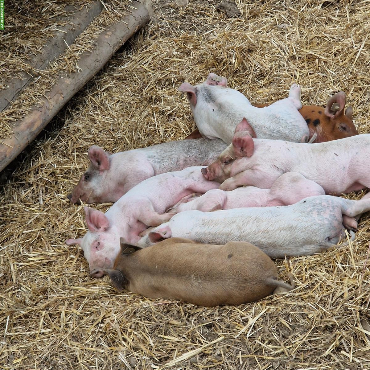 Bild 2: Schöne Jager Schweine zu verkaufen