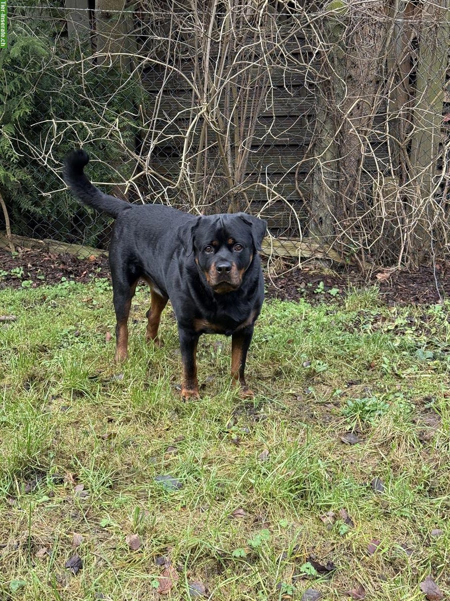 3.5-jähriger Rottweiler Rüde sucht neues Zuhause