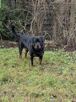 3.5-jähriger Rottweiler Rüde sucht neues Zuhause