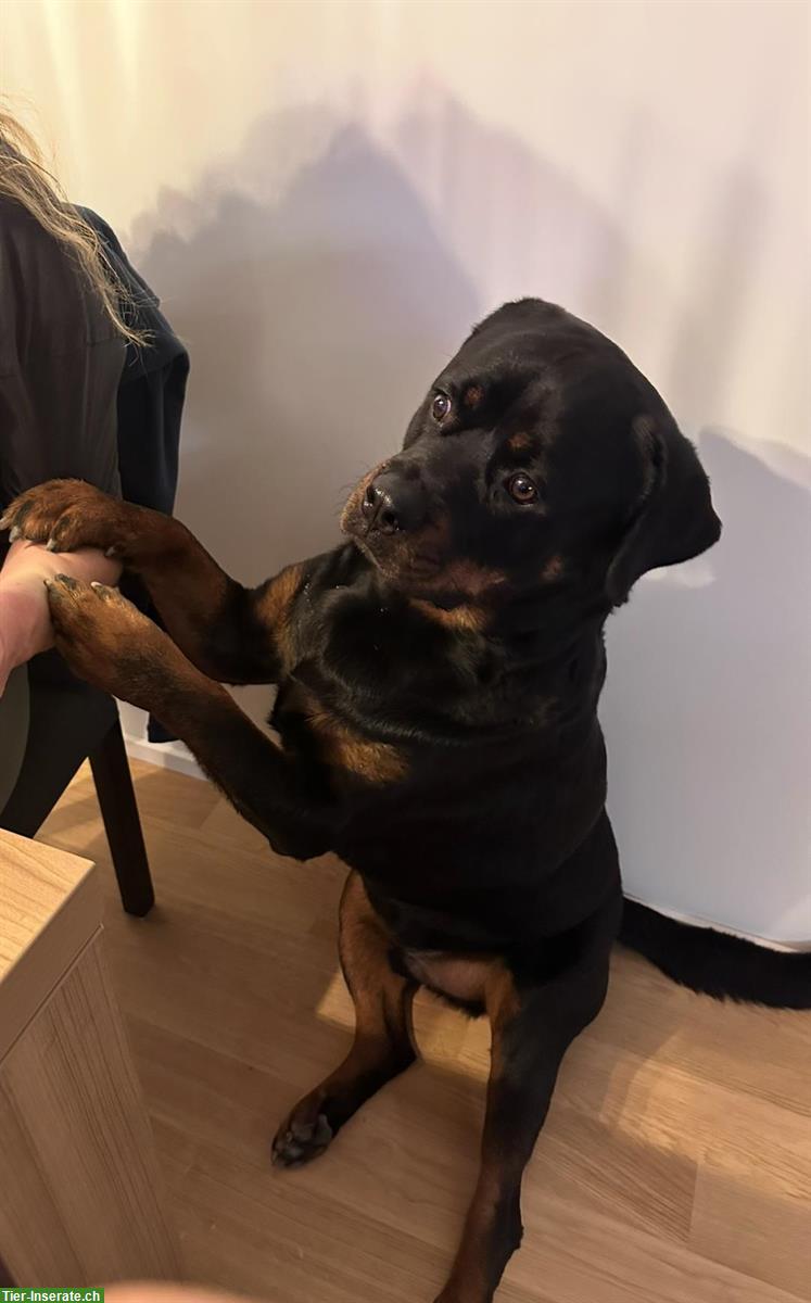 Bild 2: 3.5-jähriger Rottweiler Rüde sucht neues Zuhause