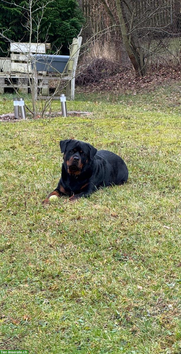 Bild 3: 3.5-jähriger Rottweiler Rüde sucht neues Zuhause