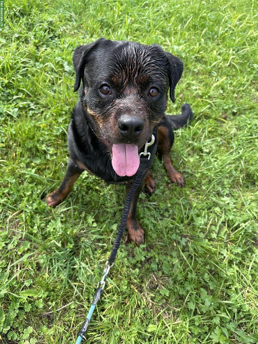 Bild 4: 3.5-jähriger Rottweiler Rüde sucht neues Zuhause