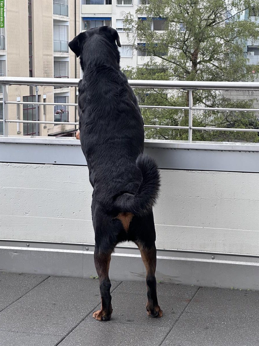 Bild 5: 3.5-jähriger Rottweiler Rüde sucht neues Zuhause