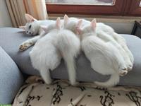 3 gesunde weisse Kitten (2w, 1m) abzugeben