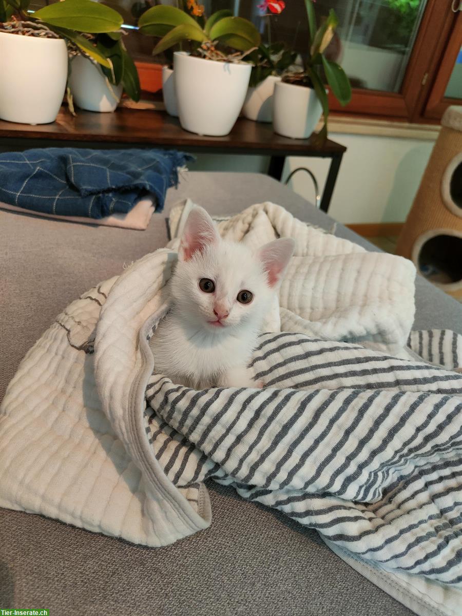 Bild 2: 3 gesunde weisse Kitten (2w, 1m) abzugeben
