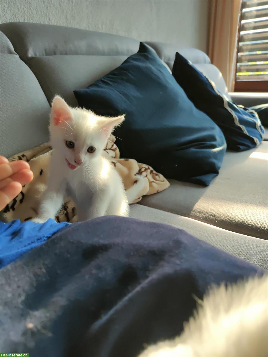 Bild 3: 3 gesunde weisse Kitten (2w, 1m) abzugeben