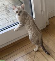 Schnee Bengal Kitten zu verkaufen