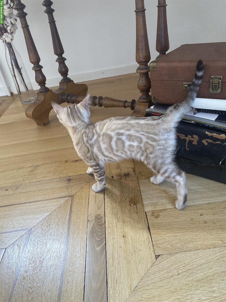 Bild 2: Schnee Bengal Kitten zu verkaufen