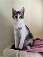 Katze Sienna möchte eine für immer Familie ❤️