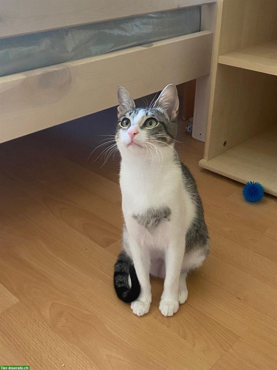 Bild 2: Katze Sienna möchte eine für immer Familie ❤️