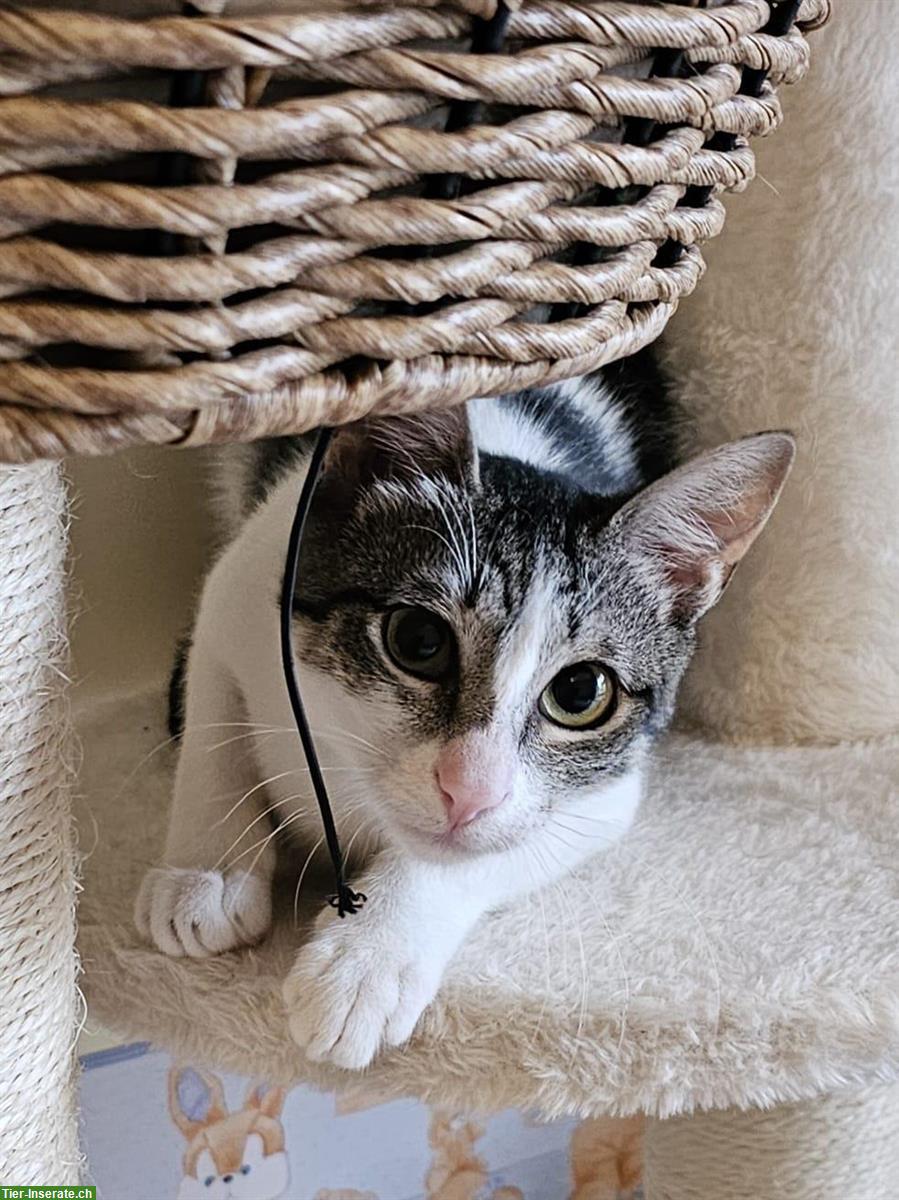 Bild 3: Katze Sienna möchte eine für immer Familie ❤️