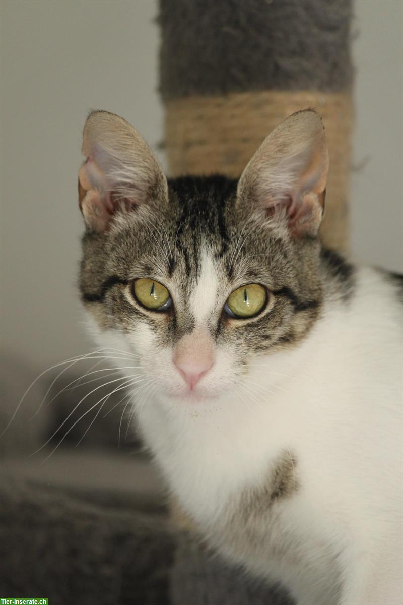 Bild 4: Katze Sienna möchte eine für immer Familie ❤️