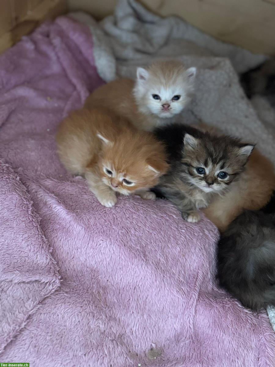 Perser Kitten mit Näschen zu verkaufen