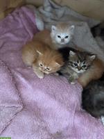 Perser Kitten mit Näschen zu verkaufen