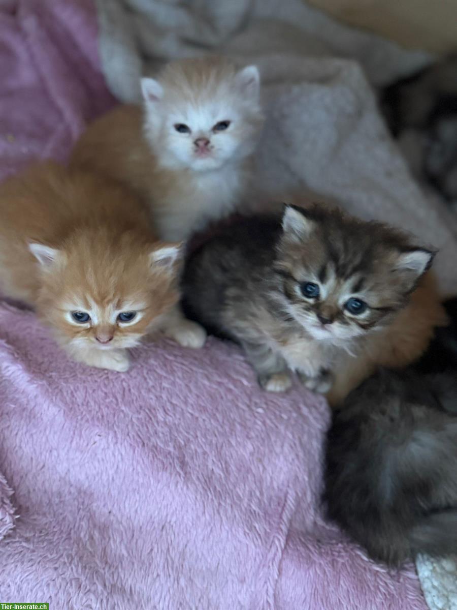 Bild 2: Perser Kitten mit Näschen zu verkaufen
