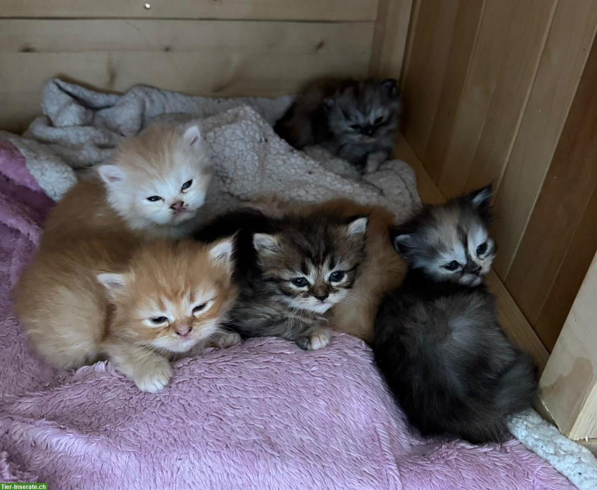 Bild 3: Perser Kitten mit Näschen zu verkaufen