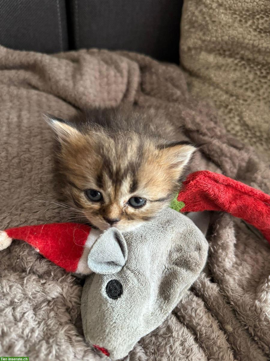 Bild 4: Perser Kitten mit Näschen zu verkaufen