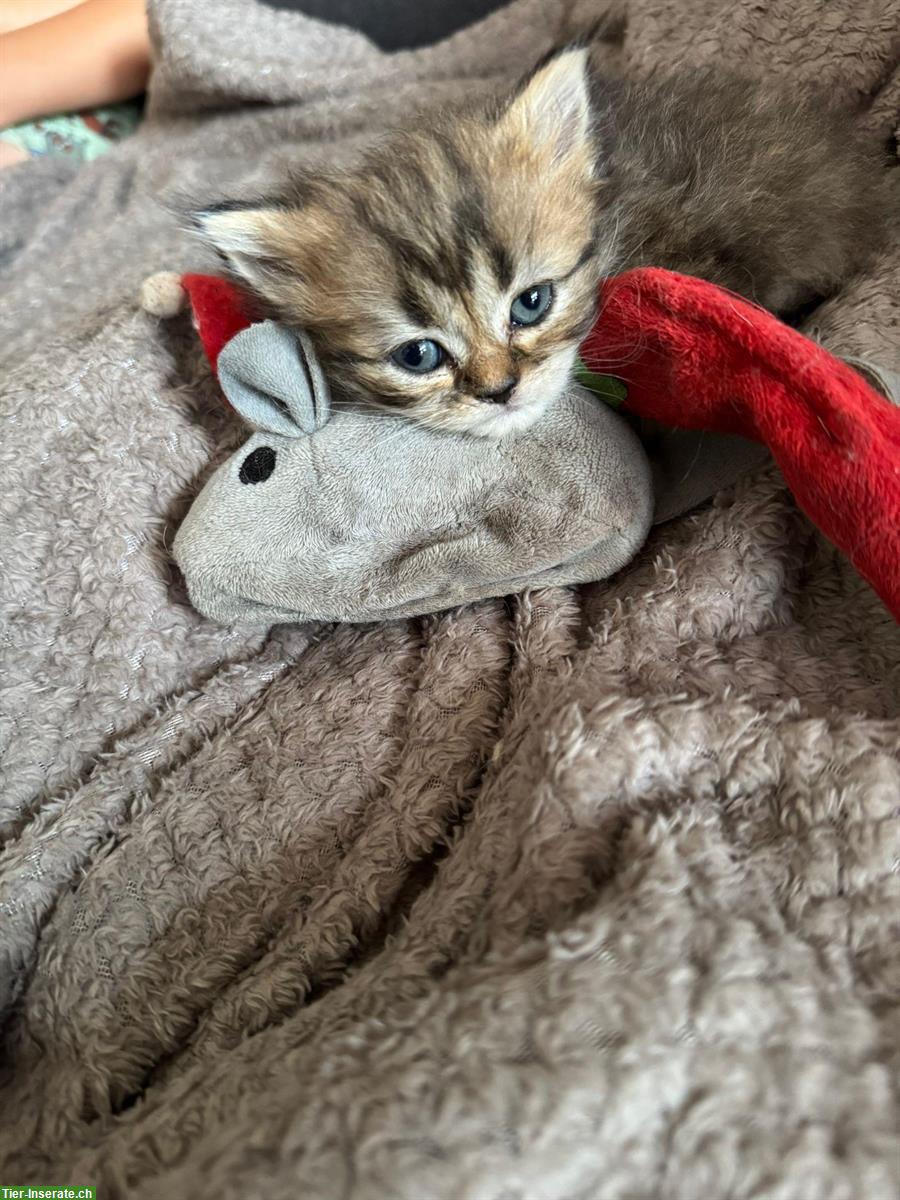 Bild 5: Perser Kitten mit Näschen zu verkaufen
