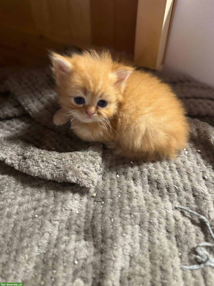 Bild 6: Perser Kitten mit Näschen zu verkaufen