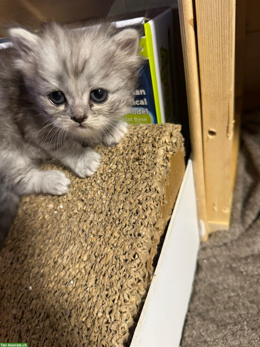 Bild 7: Perser Kitten mit Näschen zu verkaufen