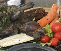 3 Achatschnecken zusammen gratis abzugeben