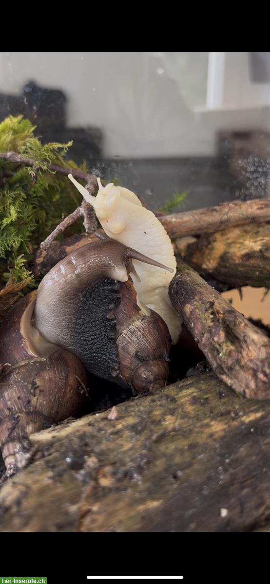 Bild 2: 3 Achatschnecken zusammen gratis abzugeben