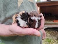 2 Meerschweinchen Böckli suchen ein Zuhause