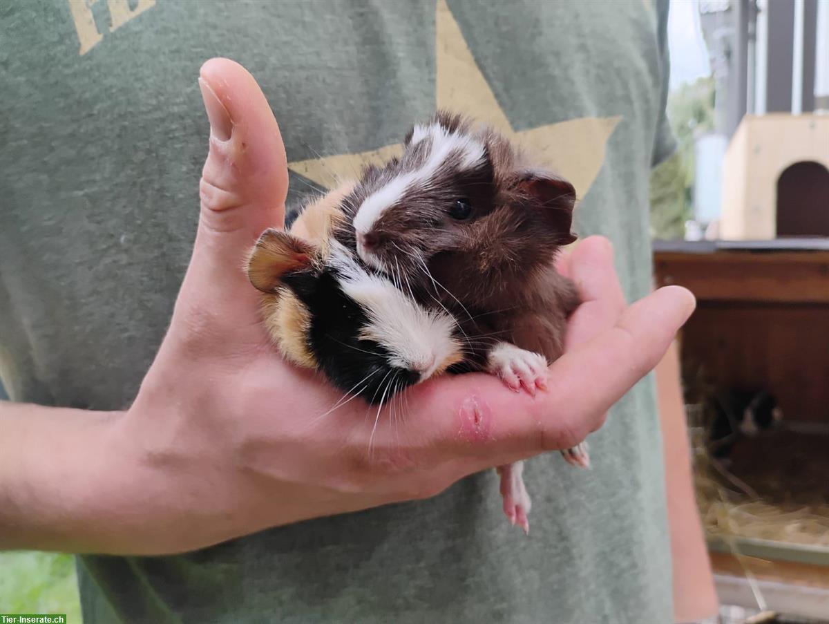 Bild 2: 2 Meerschweinchen Böckli suchen ein Zuhause