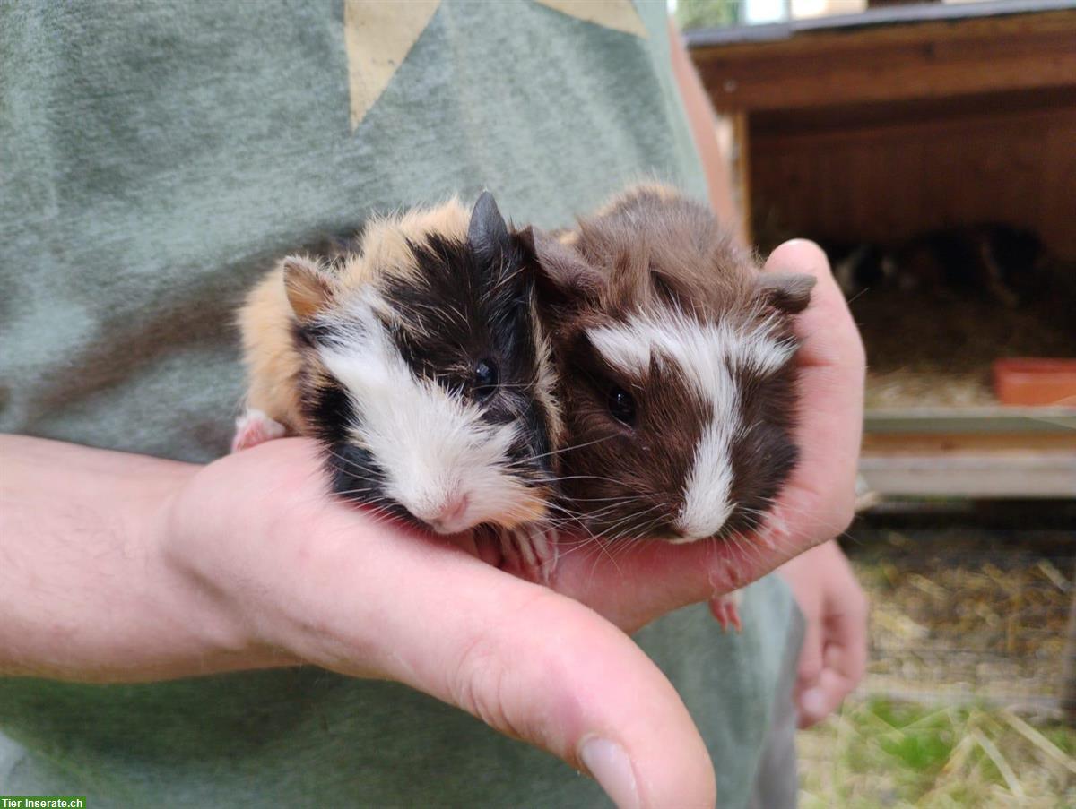 Bild 3: 2 Meerschweinchen Böckli suchen ein Zuhause