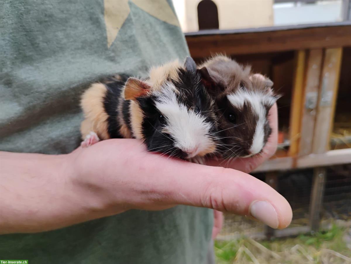 Bild 4: 2 Meerschweinchen Böckli suchen ein Zuhause