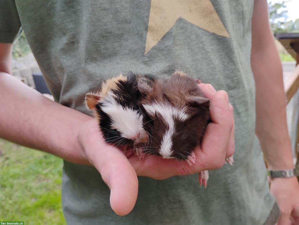 Bild 5: 2 Meerschweinchen Böckli suchen ein Zuhause