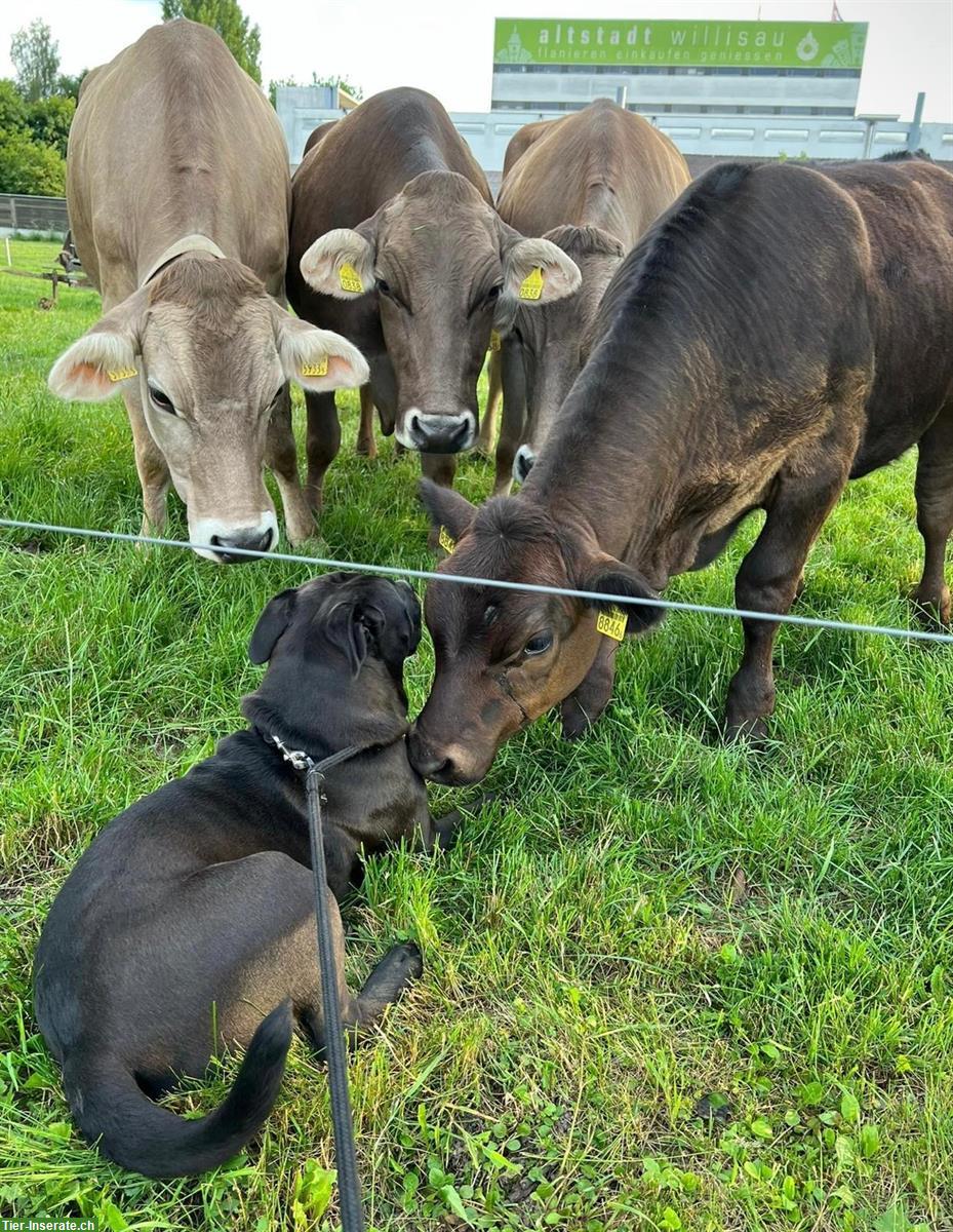 Bild 3: Deutsche Dogge Hündin zum verkaufen