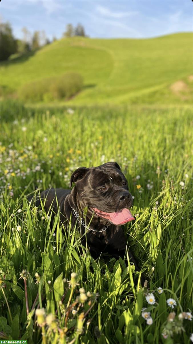 Bild 4: Deutsche Dogge Hündin zum verkaufen