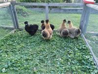 Zwergseidenhuhn Junghennen ohne Bart