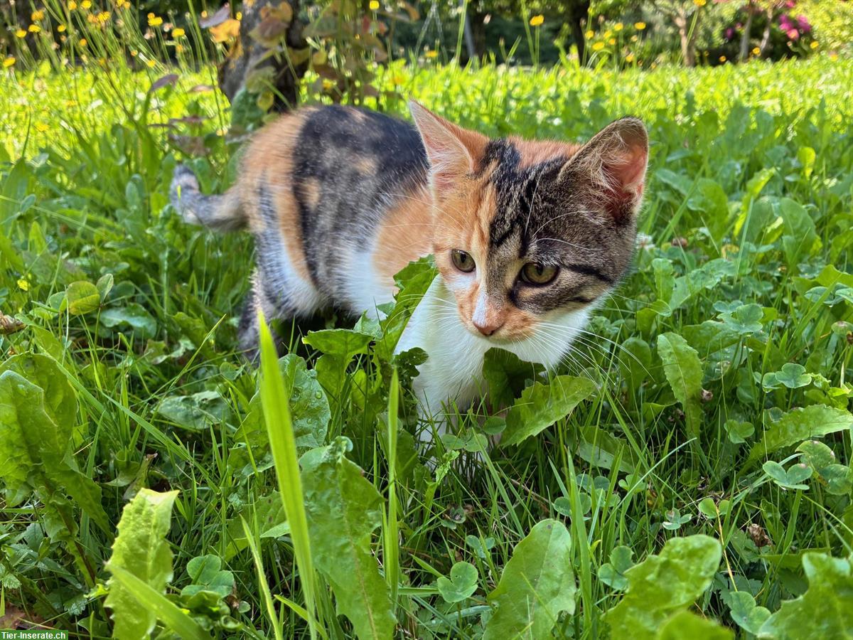 Junge weibliche Katze, dreifarbig zu verkaufen